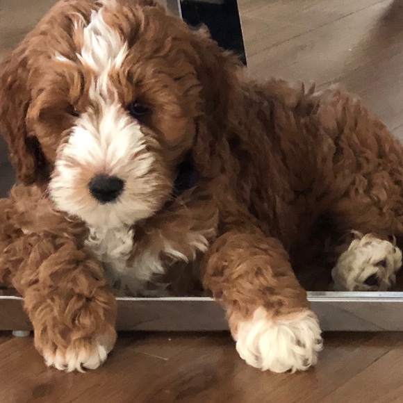 Meet the Posher - Picture 7 of 7